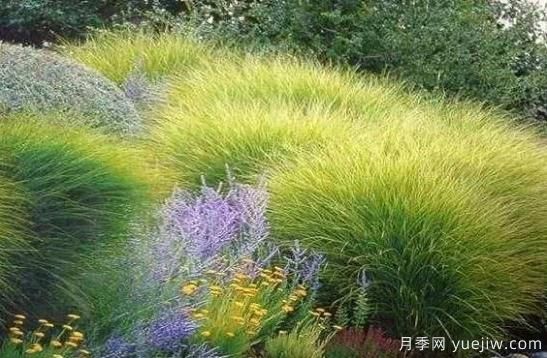 如何把觀賞草設(shè)計(jì)應(yīng)用到園林栽培中去？(圖1)