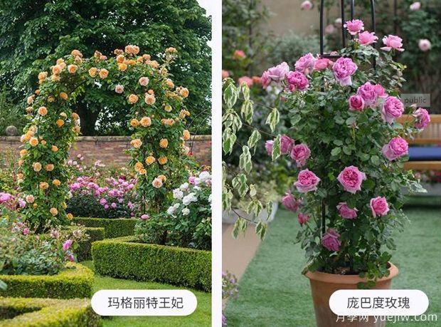 藤蔓植物有哪些，藤蔓植物有哪些知識(圖1)