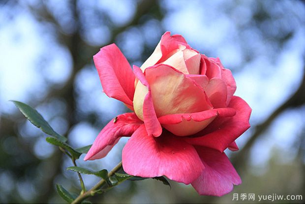 一年四季都能開花的花卉有哪些？花卉護(hù)理原則(圖1)