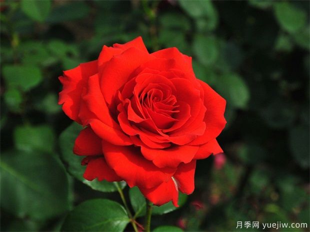 月季花的品種有多少？月季品種優(yōu)選及應(yīng)用研究(圖1)