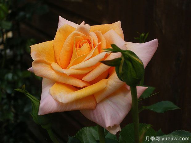 夏日飛濺月季的優(yōu)缺點(diǎn)是什么？(圖1)