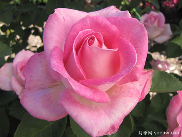 粉色慶典月季的優(yōu)缺點(diǎn)是什么？(圖1)
