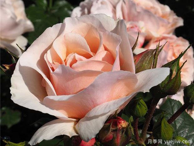 杜樂(lè)麗花園月季(圖1)