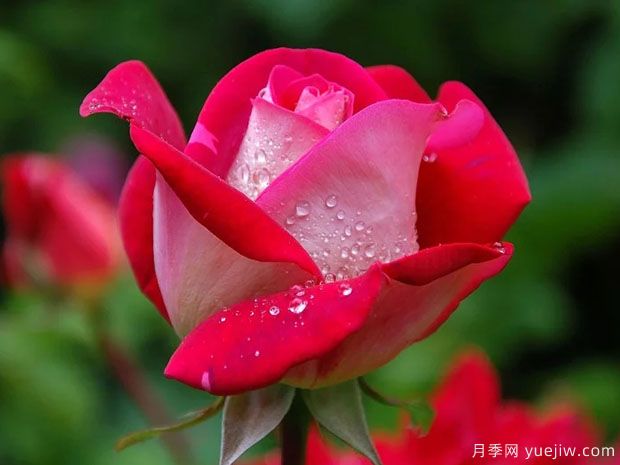 月季花紅蜘蛛危害癥狀，月季紅蜘蛛該如何防治呢？(圖1)