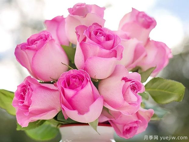月季花插花瓶時(shí)間長(zhǎng)的擺放方法(圖1)