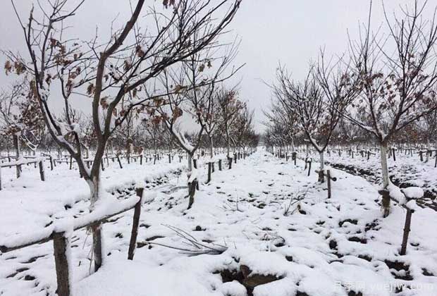 大雪天氣下怎樣保護(hù)苗木？(圖1)