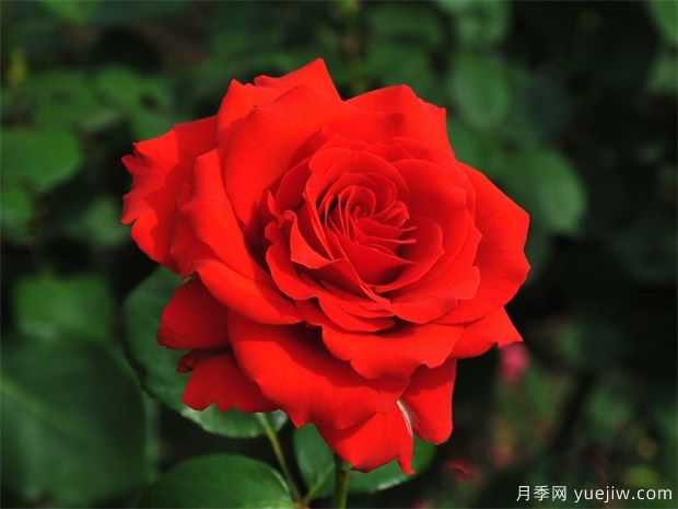 月季花的花語(yǔ)和寓意，月季花代表了什么(圖1)