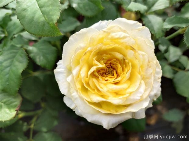 月季花養(yǎng)哪個品種比較好？花友高標準推薦11個(圖1)