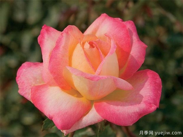 新人花友如何選擇適合自己的月季品種？(圖1)