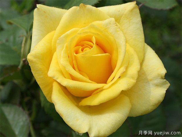 ***稀有的月季品種？5個(gè)顏色的優(yōu)秀品種(圖1)