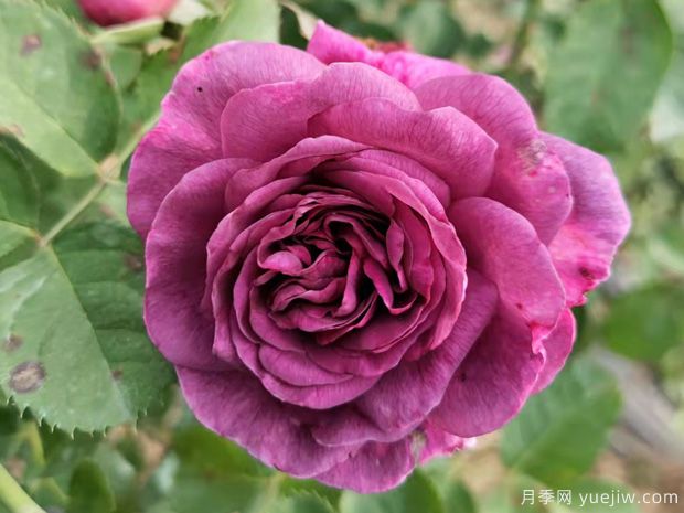 月季花有哪些品種？不同顏色月季花代表有哪些？(圖1)