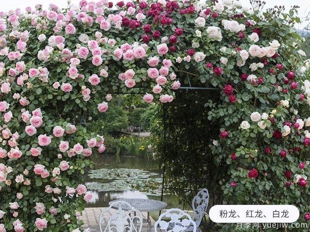 爬藤花卉有幾種？(圖1)