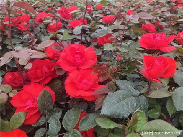 月季花的種子能種嗎？月季花養(yǎng)殖方法(圖1)