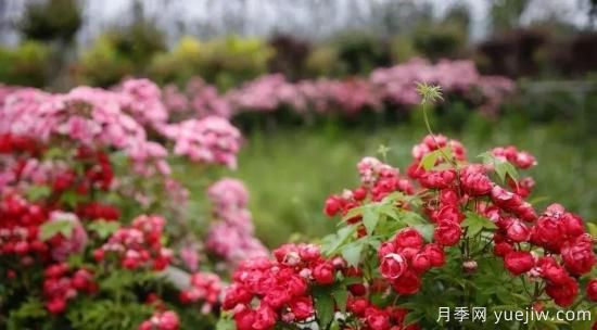 現(xiàn)代月季在園林景觀的應(yīng)用！園林綠化人必看！(圖3)