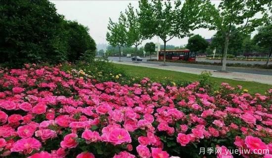 現(xiàn)代月季在園林景觀的應(yīng)用！園林綠化人必看！(圖4)