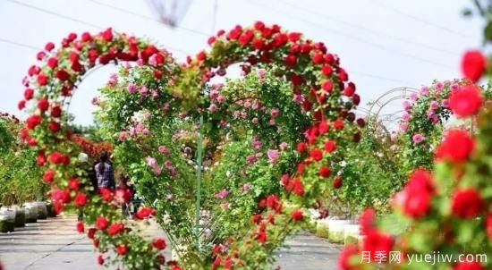 現(xiàn)代月季在園林景觀的應(yīng)用！園林綠化人必看！(圖6)