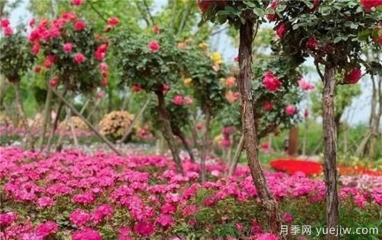 現(xiàn)代月季在園林景觀的應(yīng)用！園林綠化人必看！(圖7)