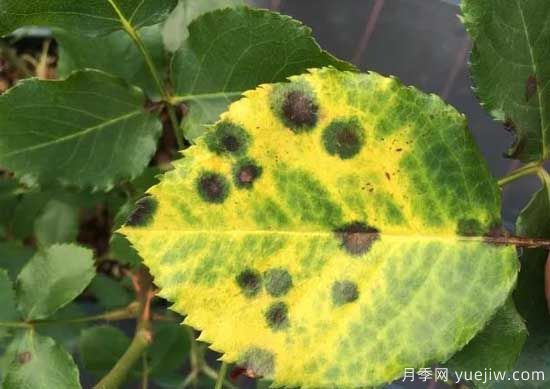 月季黑斑病的癥狀和治療，需要遮陰干燥通風(圖1)