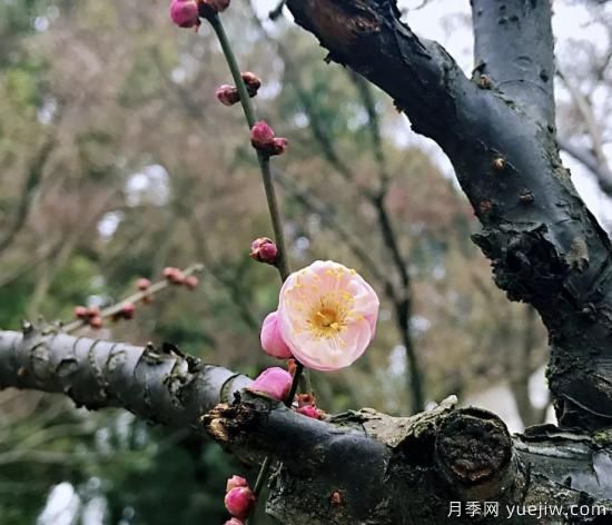蠟梅和梅花有什么區(qū)別？(圖2)