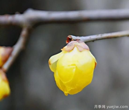 蠟梅和梅花有什么區(qū)別？(圖3)
