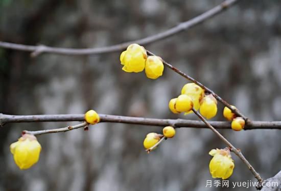 蠟梅和梅花有什么區(qū)別？(圖6)
