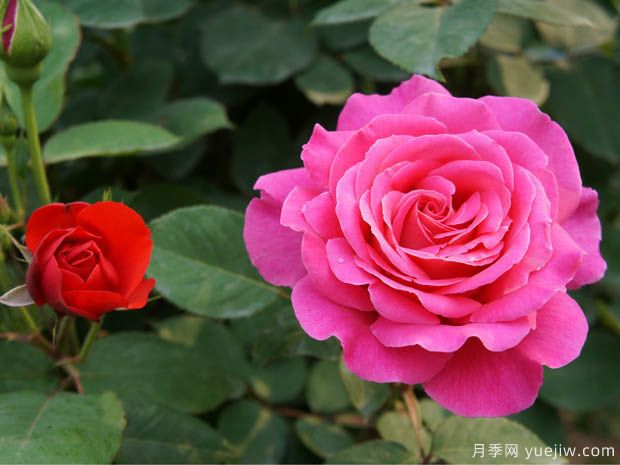 花卉苗木交易中怎么區(qū)分一級苗和二級苗？(圖1)