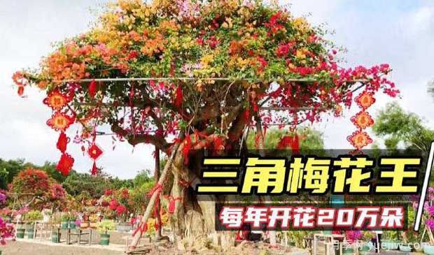 2022年?？谌敲坊ㄕ箚⒛唬迦富ㄍ躞@艷出場(圖2)