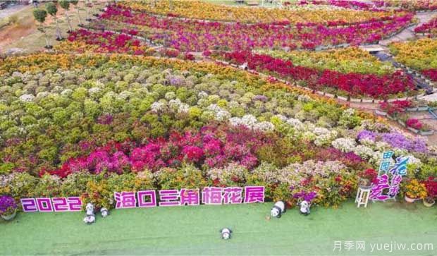2022年?？谌敲坊ㄕ箚⒛?，五雀花王驚艷出場(圖1)