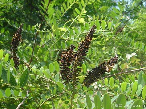 紫穗槐的圖片特點和種植養(yǎng)護(圖3)