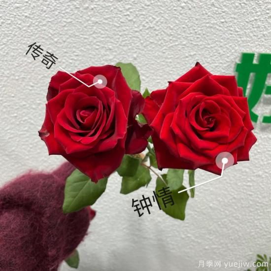 花店常備的15種紅玫瑰是什么？有什么優(yōu)缺點(diǎn)？(圖1)