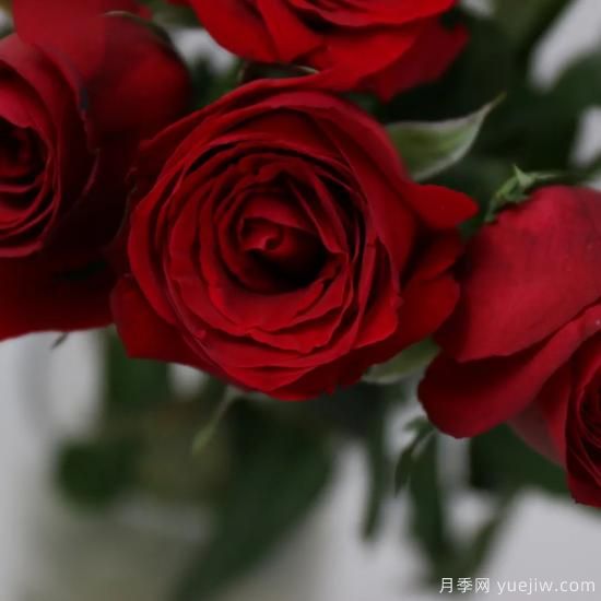 花店常備的15種紅玫瑰是什么？有什么優(yōu)缺點(diǎn)？(圖3)