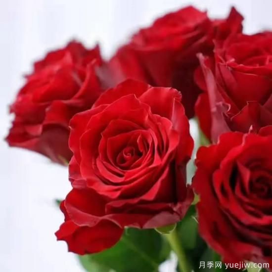 花店常備的15種紅玫瑰是什么？有什么優(yōu)缺點(diǎn)？(圖6)