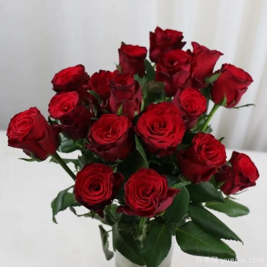 花店常備的15種紅玫瑰是什么？有什么優(yōu)缺點(diǎn)？(圖9)
