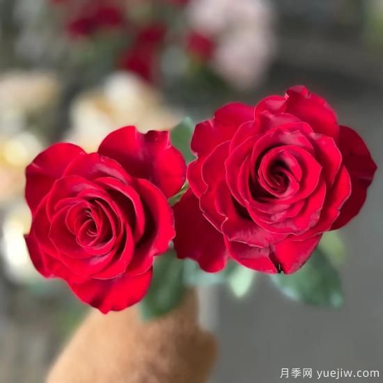 花店常備的15種紅玫瑰是什么？有什么優(yōu)缺點(diǎn)？(圖8)