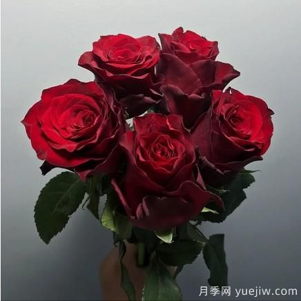 花店常備的15種紅玫瑰是什么？有什么優(yōu)缺點(diǎn)？(圖10)