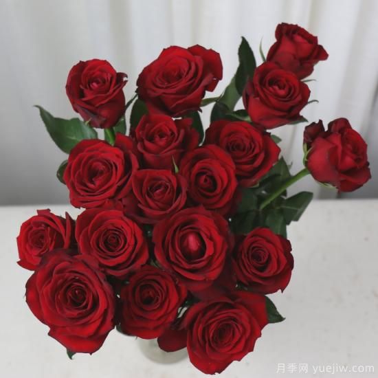 花店常備的15種紅玫瑰是什么？有什么優(yōu)缺點(diǎn)？(圖14)