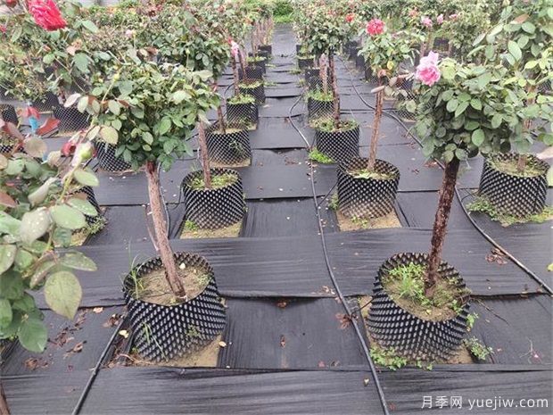 育苗容器影響植物生長嗎？樹狀月季是否適合容器苗？(圖1)
