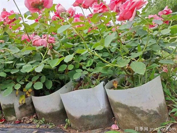 如何養(yǎng)好盆栽月季，如何養(yǎng)爆花？全方位解讀(圖1)