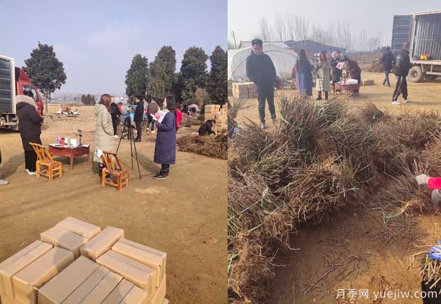 南陽(yáng)成功月季園聯(lián)手田園劉娟，月季苗走進(jìn)千家萬(wàn)戶(圖1)