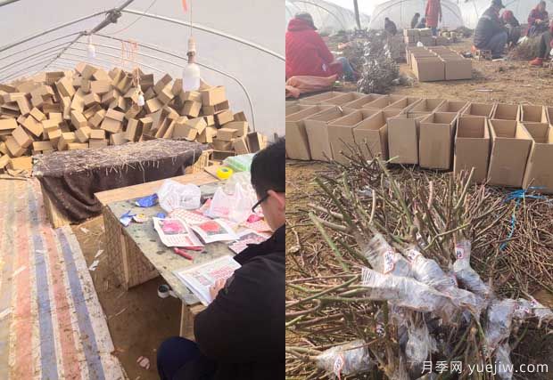 南陽(yáng)成功月季園聯(lián)手田園劉娟，月季苗走進(jìn)千家萬(wàn)戶(圖2)