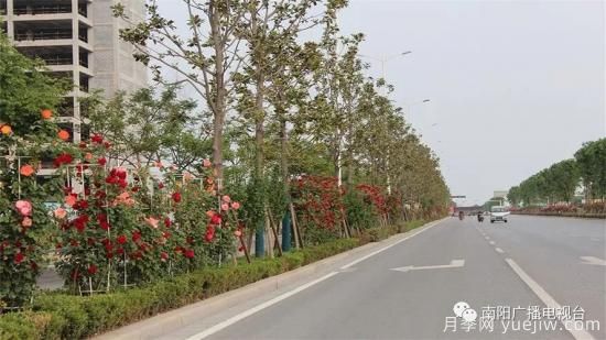 百萬(wàn)月季進(jìn)城，南陽(yáng)全力以赴創(chuàng)建國(guó)家生態(tài)園林城市(圖2)