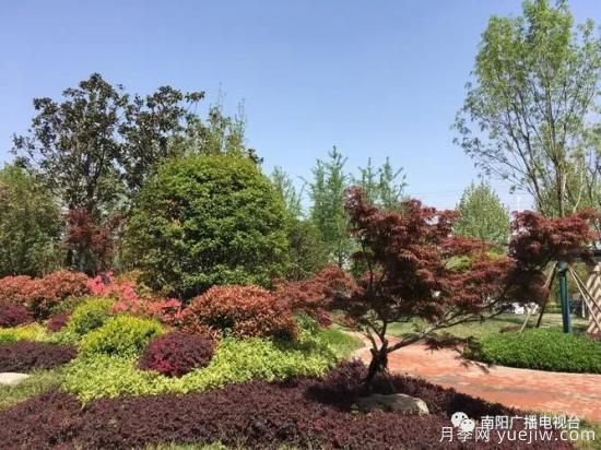 百萬(wàn)月季進(jìn)城，南陽(yáng)全力以赴創(chuàng)建國(guó)家生態(tài)園林城市(圖4)