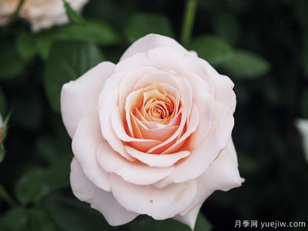 尚多斯美人月季的優(yōu)缺點(diǎn)測(cè)評(píng)(圖1)