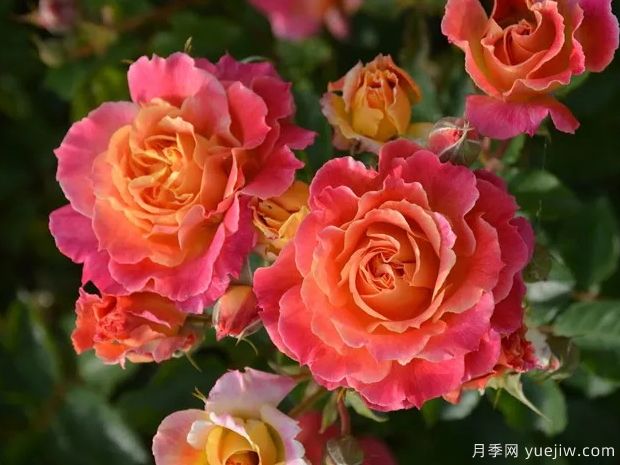 熱烈月季的優(yōu)缺點(diǎn)是什么？(圖1)