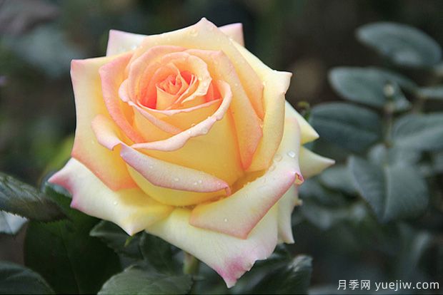 月季花的養(yǎng)殖方法和養(yǎng)護注意事項(圖3)