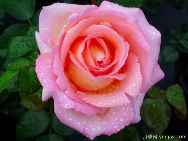 十大濃香月季排行榜，種一棵滿室飄香(圖2)