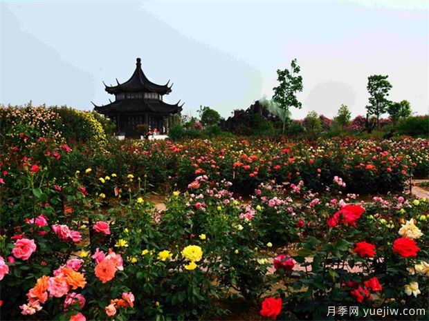 南陽月季花開全球，南陽月季基地擬建特色小鎮(zhèn)(圖2)