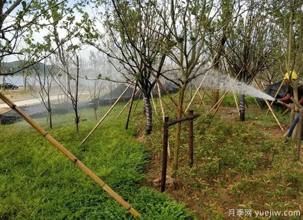 園林綠化早春返青水要注意，時(shí)間和澆水量很重要(圖1)