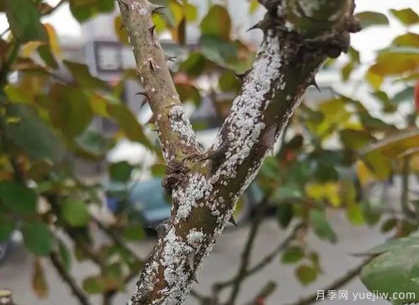 樹狀月季的桑盾蚧蟲害有哪些傷害害，該如何防治？(圖1)