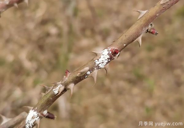 樹狀月季的桑盾蚧蟲害有哪些傷害害，該如何防治？(圖3)